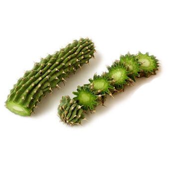 Худиа Гордонија - Састав зкцвбнмкварт